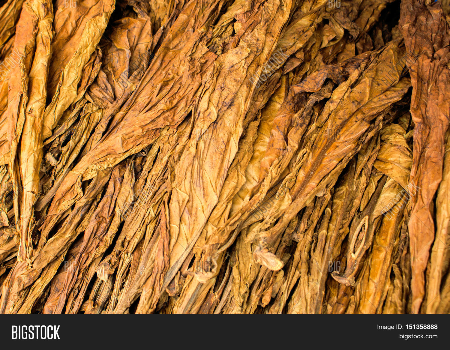 #closeup - Dried Tobacco Leaves , HD Wallpaper & Backgrounds