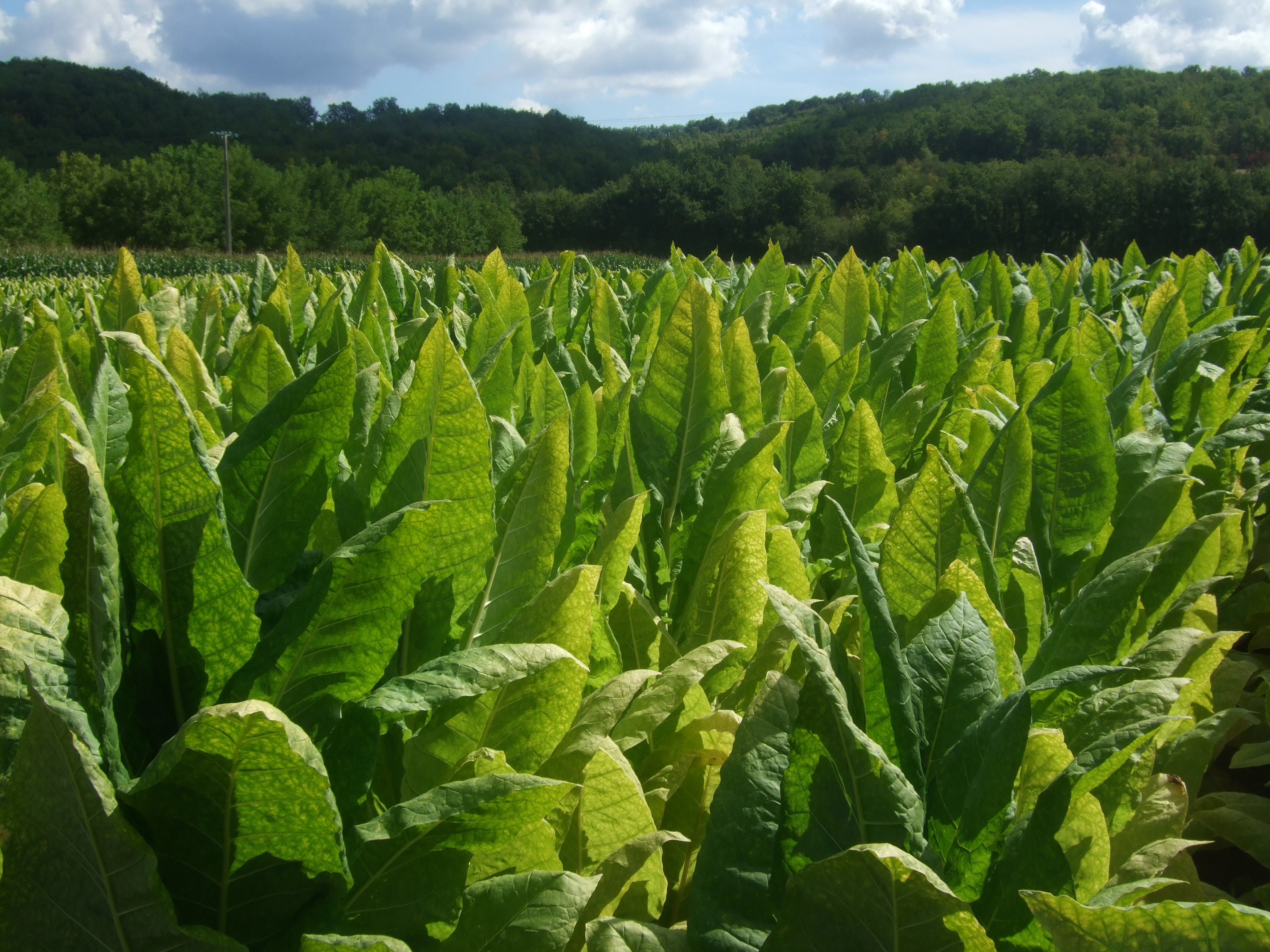 A Field Of Bright Green Tobacco Plants, Ready To Be - Tobacco Plant , HD Wallpaper & Backgrounds