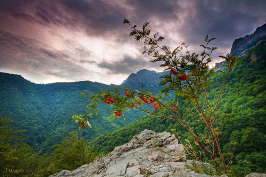 Red Mountain View Bulgaria Beauty Wallpaper Hd - Caesalpinia , HD Wallpaper & Backgrounds