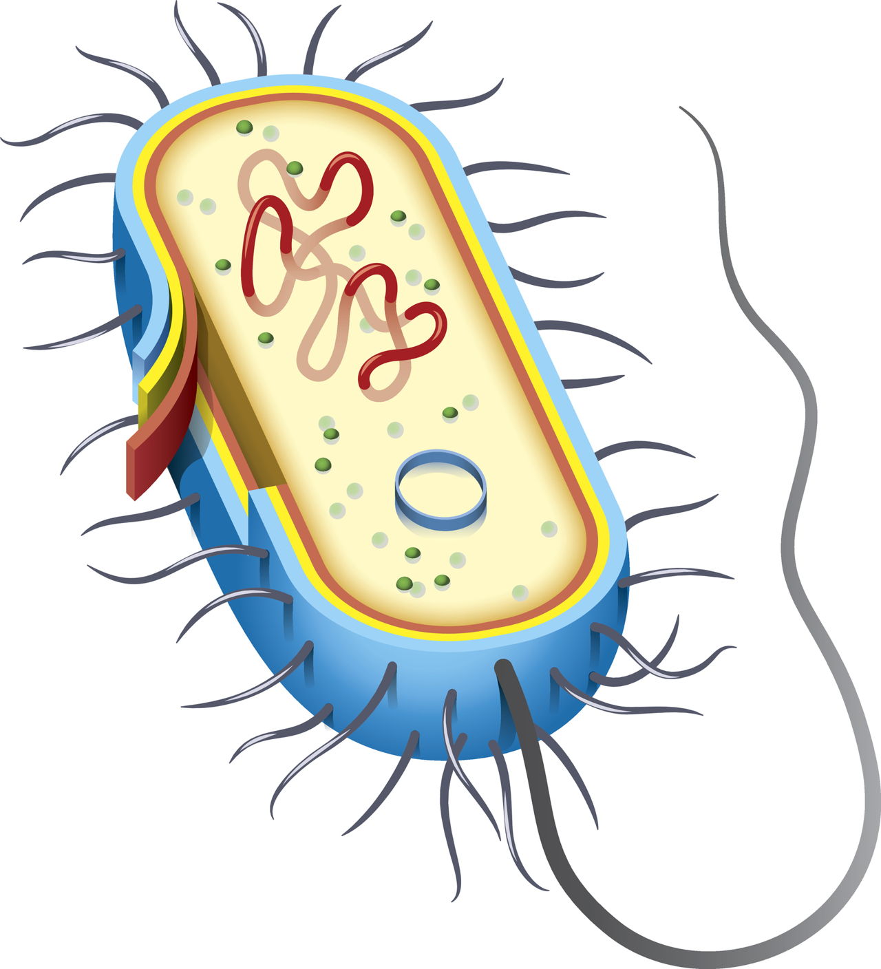 Bacteria Clipart Angry - Imagenes De Celula Bacteriana , HD Wallpaper & Backgrounds