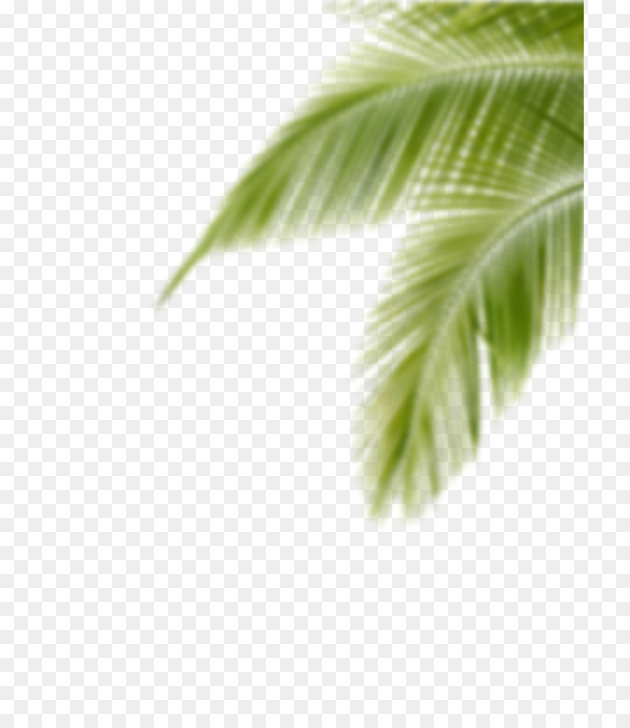 Editing Desktop Wallpaper Picsart Photo Studio Leaf Palm