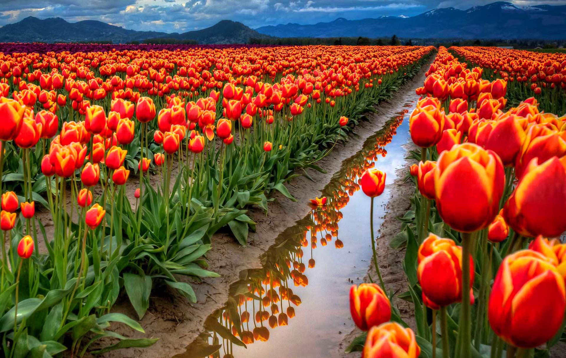 Spring Desktop Wallpaper Tulips , HD Wallpaper & Backgrounds