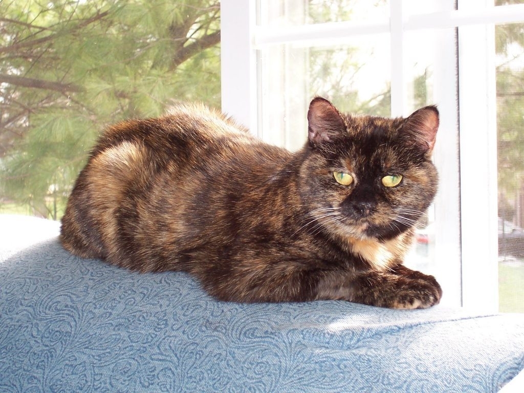 Beautiful Little Cat Watching Poor Wallpaper - Tortie Cat Full Grown , HD Wallpaper & Backgrounds