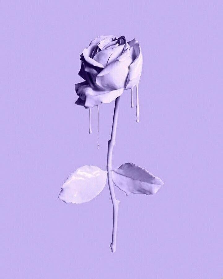 Lavender Melting Rose - Aesthetic Pink Flower Background , HD Wallpaper & Backgrounds