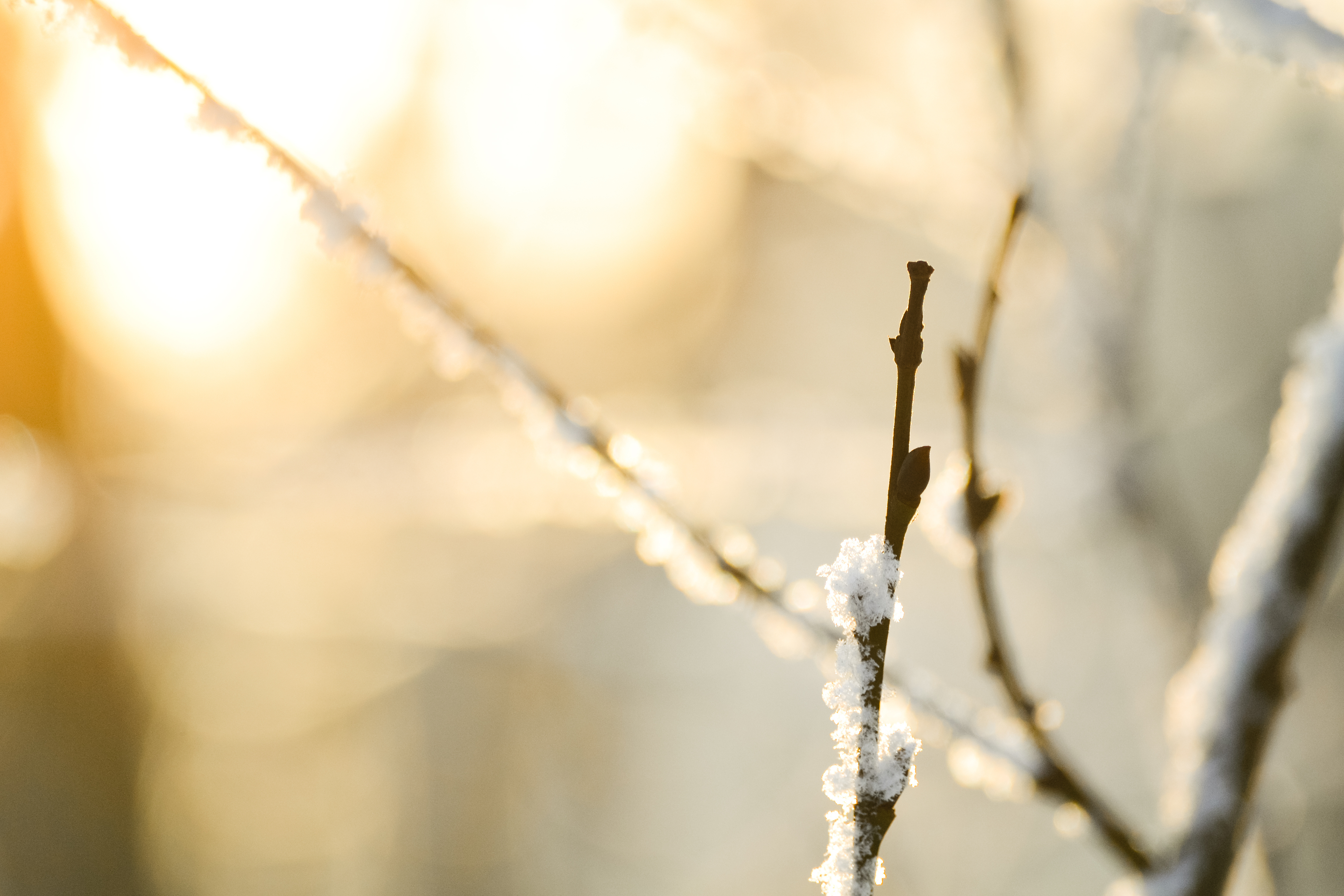 Melting Snow On The Trees Wallpapers And Images - Melting Snow , HD Wallpaper & Backgrounds