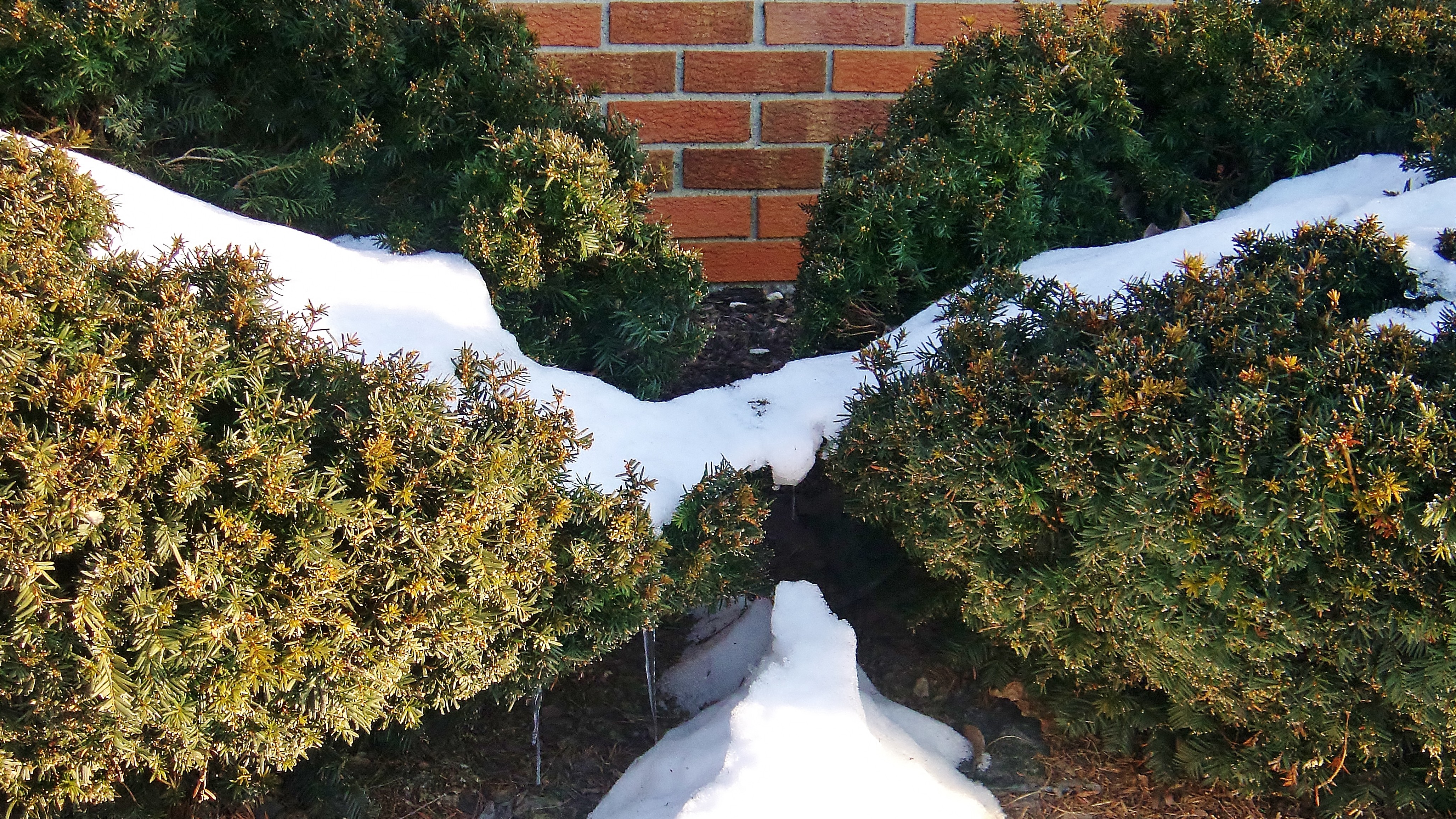 Winter Bridge Bushes Melting Icicles Snow Hd Background - Snow , HD Wallpaper & Backgrounds