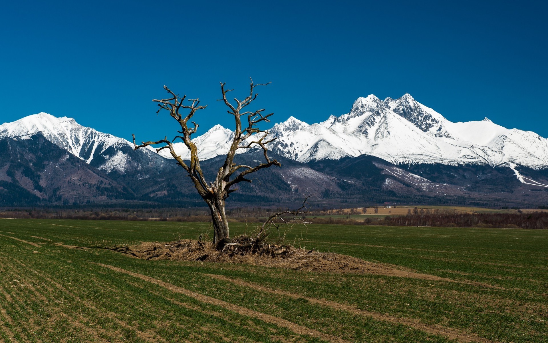 Nature Landscape Trees Field Tatra Mountains Slovakia - Slovakia Mountain , HD Wallpaper & Backgrounds