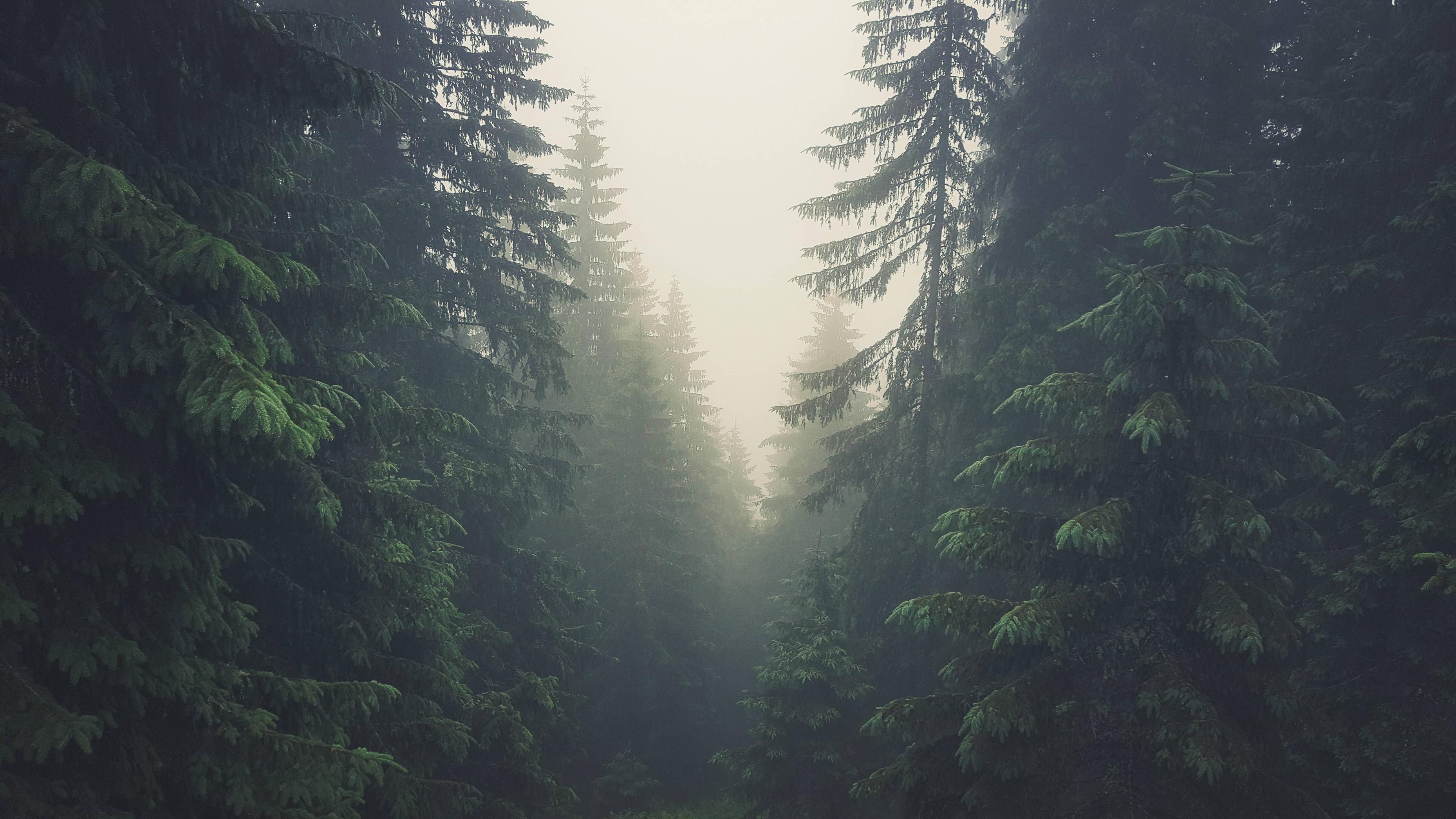 Forest In Tatra Mountains, Slovakia - Background Pine Tree Forest , HD Wallpaper & Backgrounds