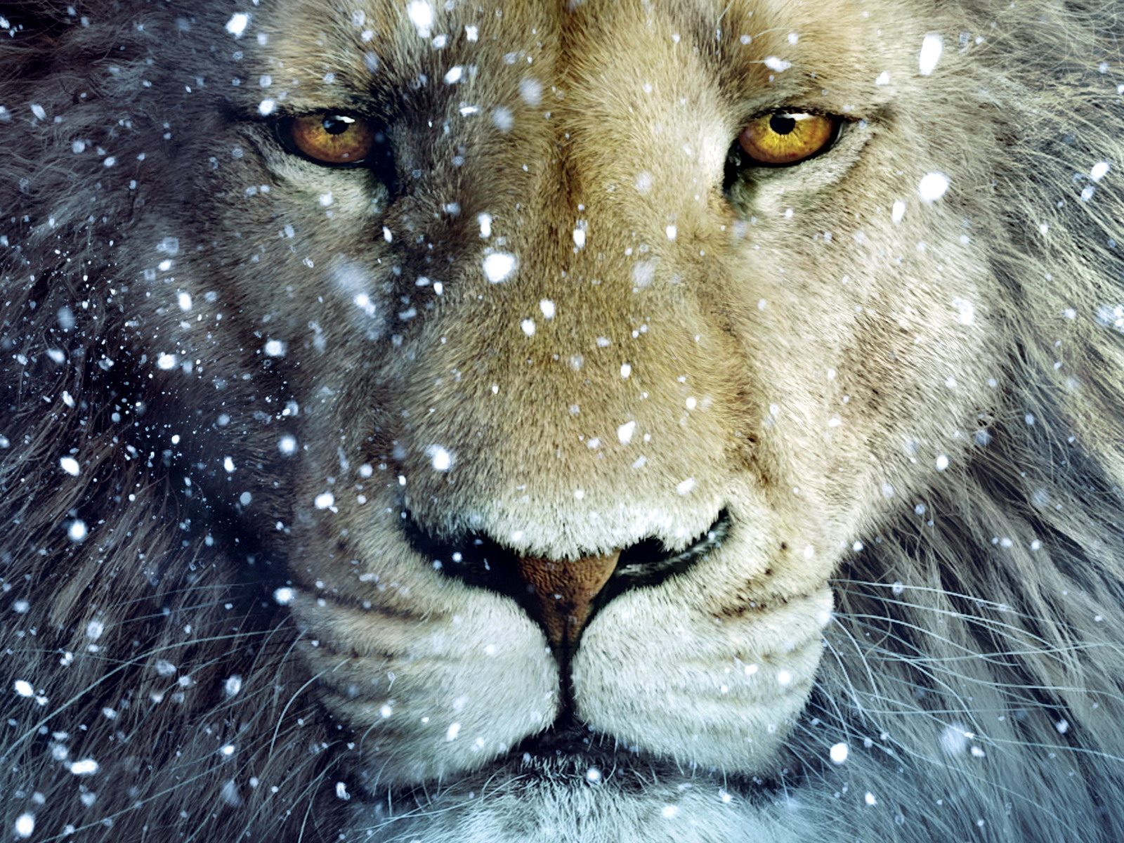 Wallpaper Lion Jesus Wallpaper Lion Jesus