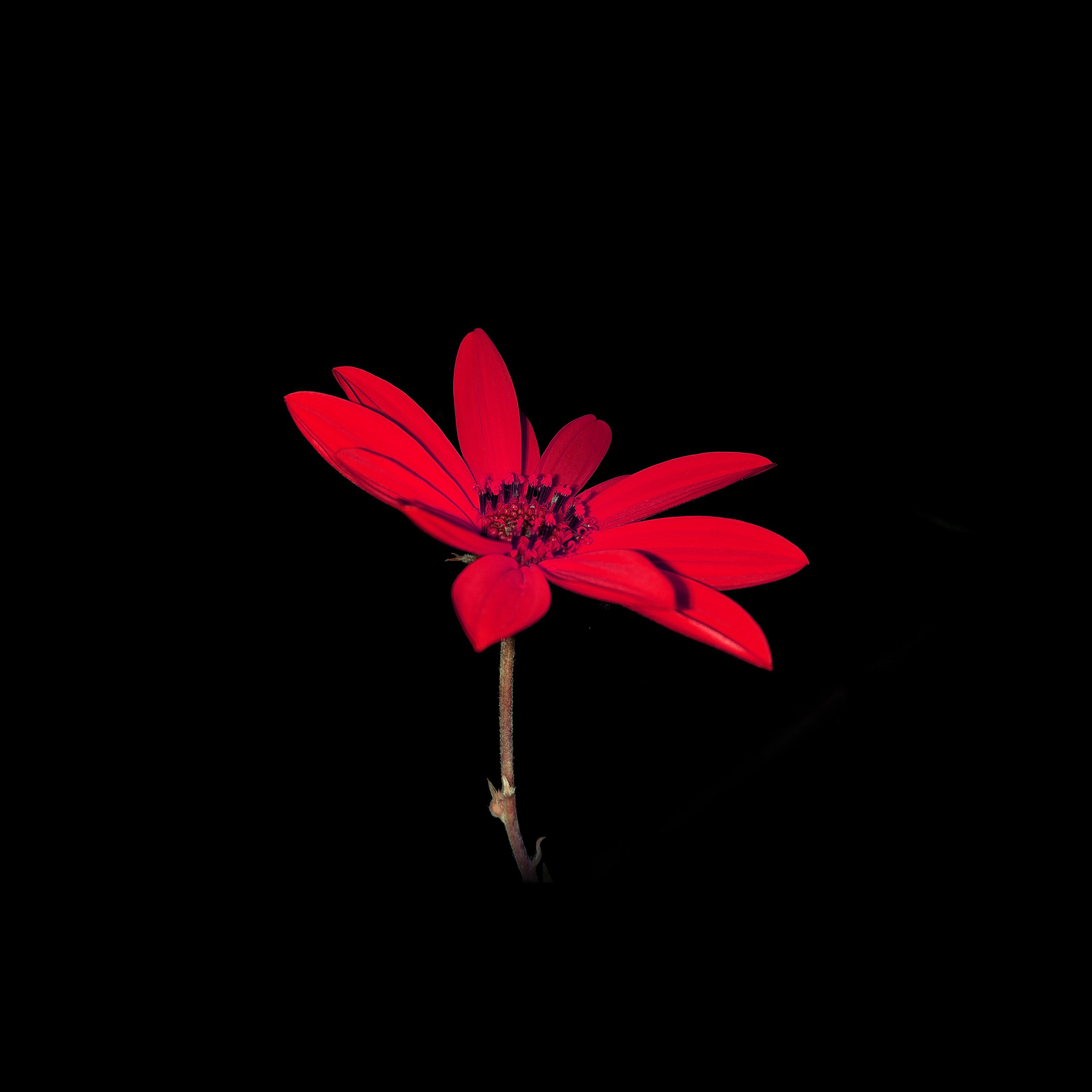Ipad Retina - Red Flower Wallpaper Iphone , HD Wallpaper & Backgrounds