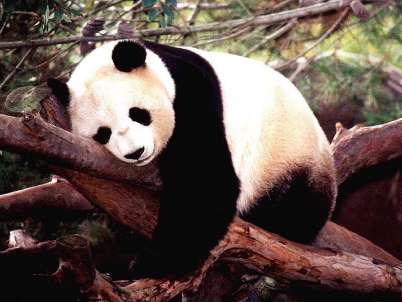 Pandas Images Panda Hd Wallpaper And Background Photos - Oso Panda En Un Arbol , HD Wallpaper & Backgrounds
