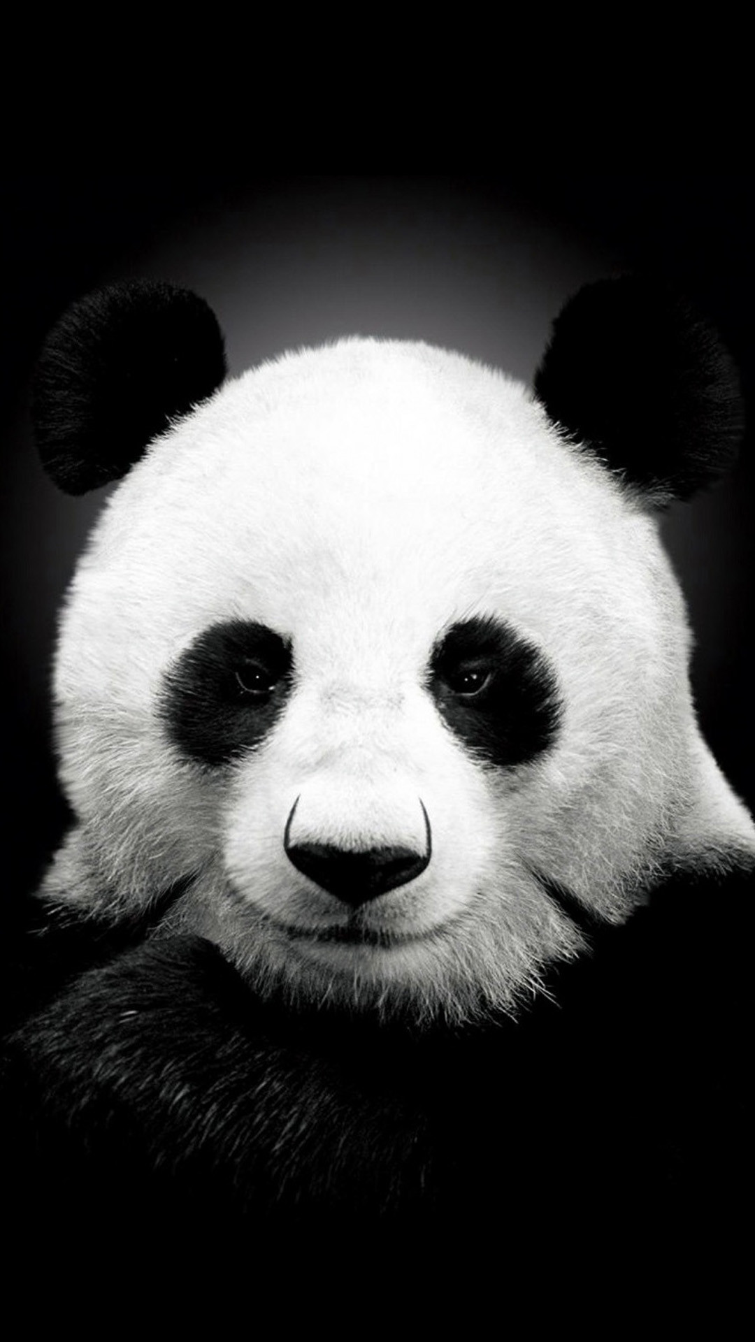 Iphone 6 Hd Wallpapers Of Panda , HD Wallpaper & Backgrounds