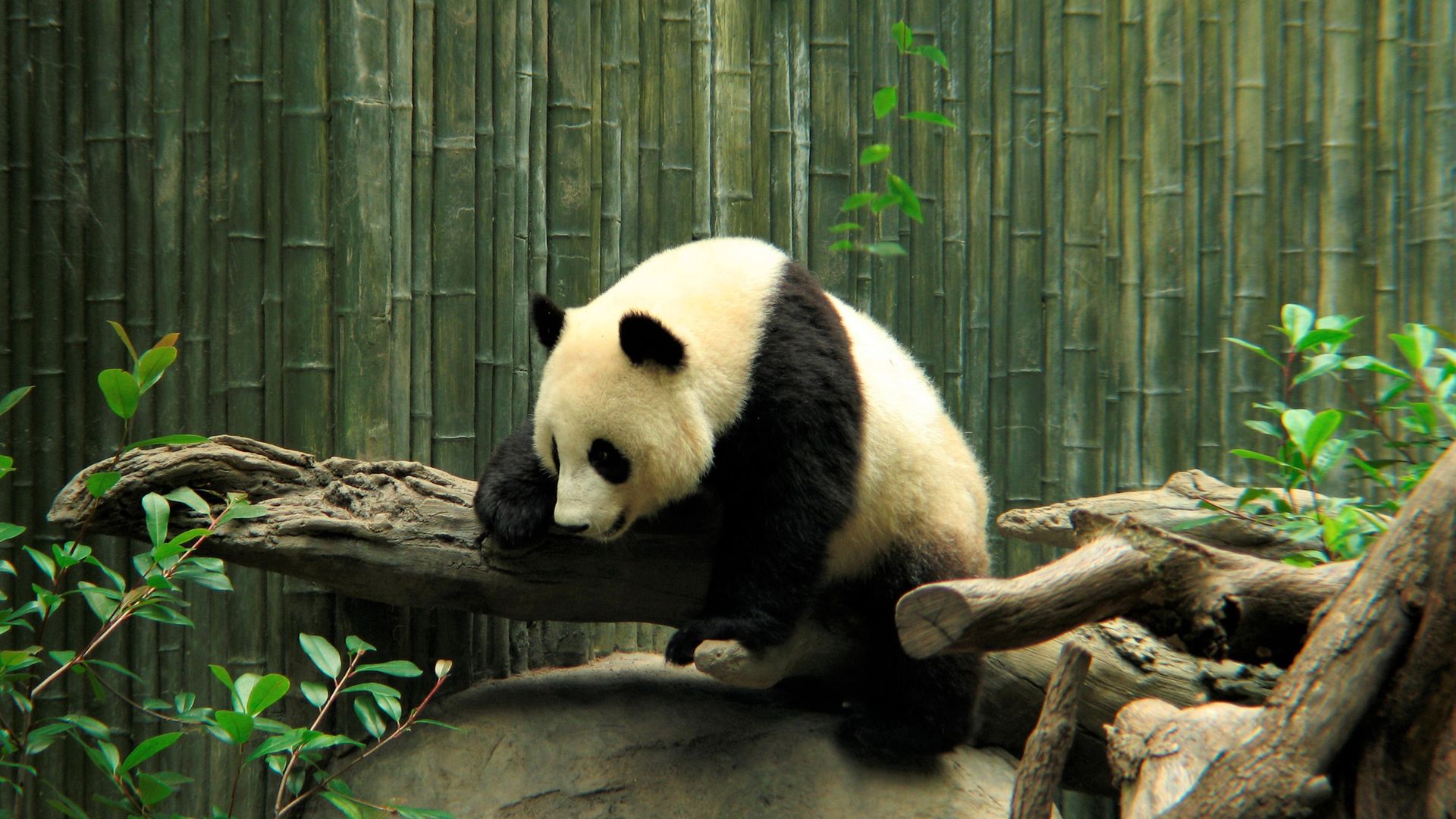 Zoo Cute Panda Wallpaper - Giant Panda , HD Wallpaper & Backgrounds