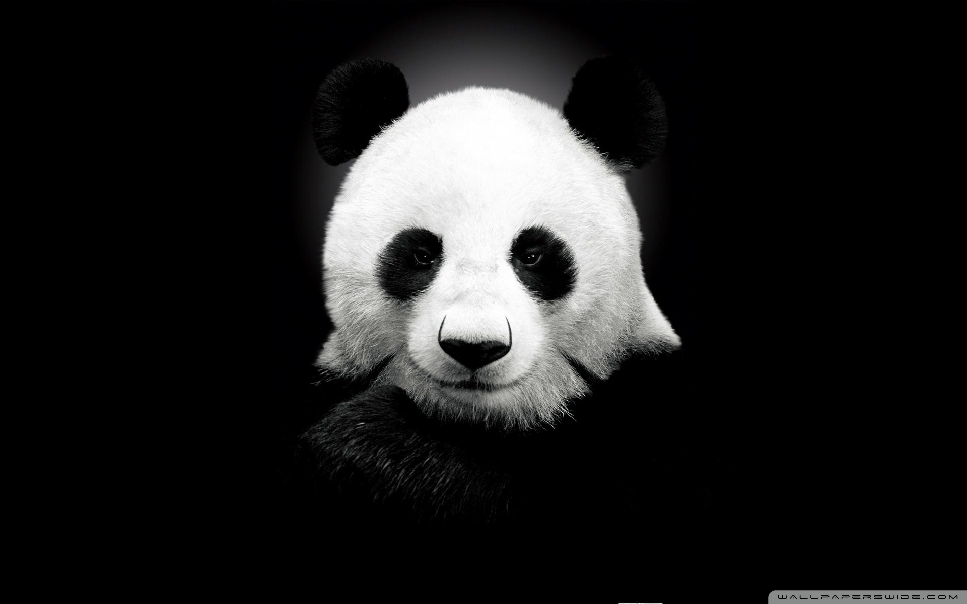 Related Wallpapers - Panda Eyes Black And White , HD Wallpaper & Backgrounds