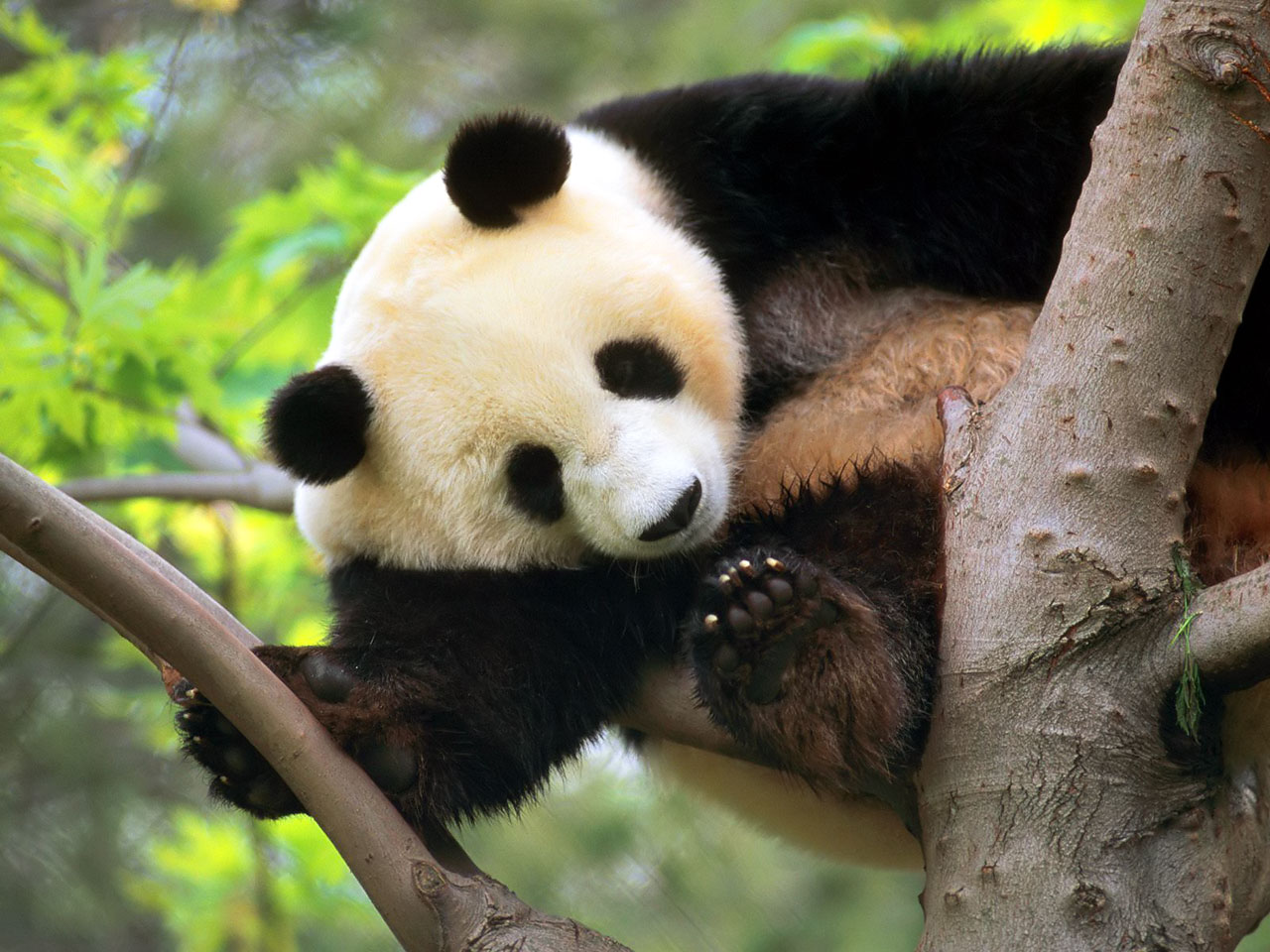 Large Panda Photo - Panda Large , HD Wallpaper & Backgrounds