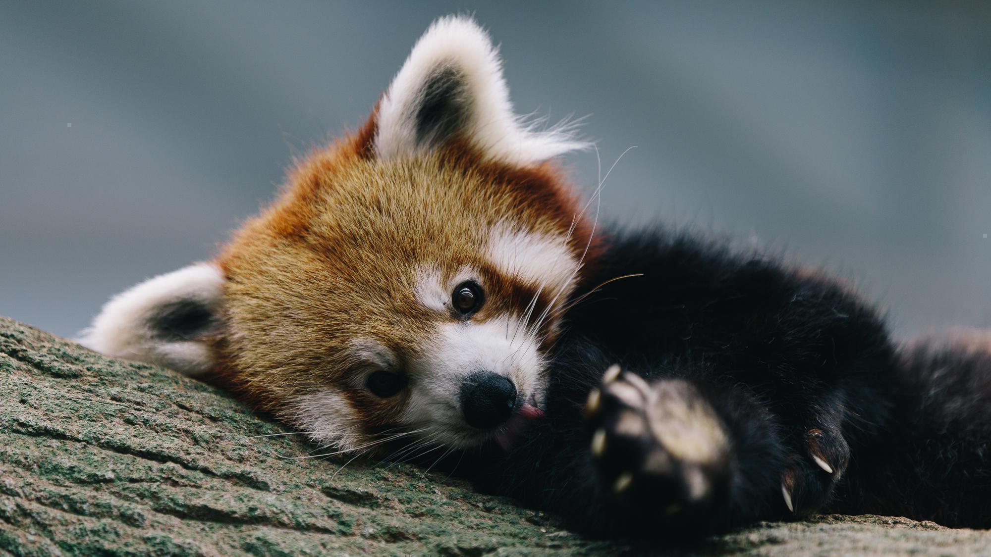 Download Sad Baby Red Panda Wallpaper - Red Panda On Itl.cat