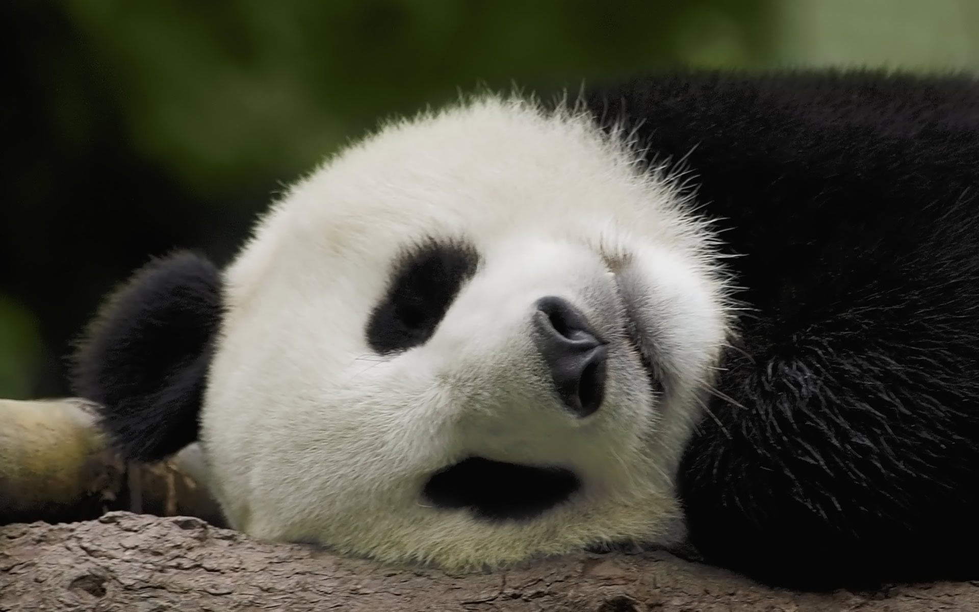 Panda - Cute Baby Panda Hd , HD Wallpaper & Backgrounds