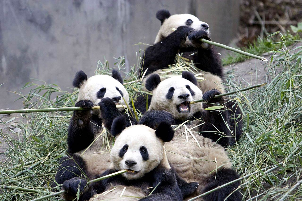Free Giant Panda Wallpaper Wallpapers Download - Panda Eating Sugar Cane , HD Wallpaper & Backgrounds