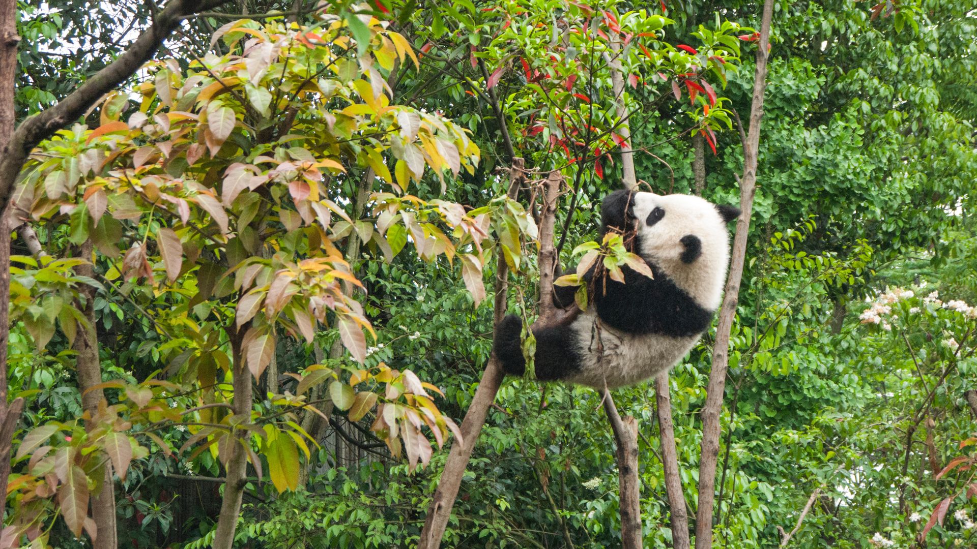 Climbing On Tree Cute Panda Wallpaper - Panda Climbing A Tall Tree , HD Wallpaper & Backgrounds
