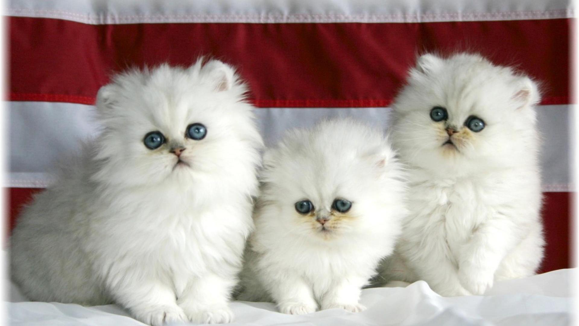 White Wallpaper Cats , HD Wallpaper & Backgrounds