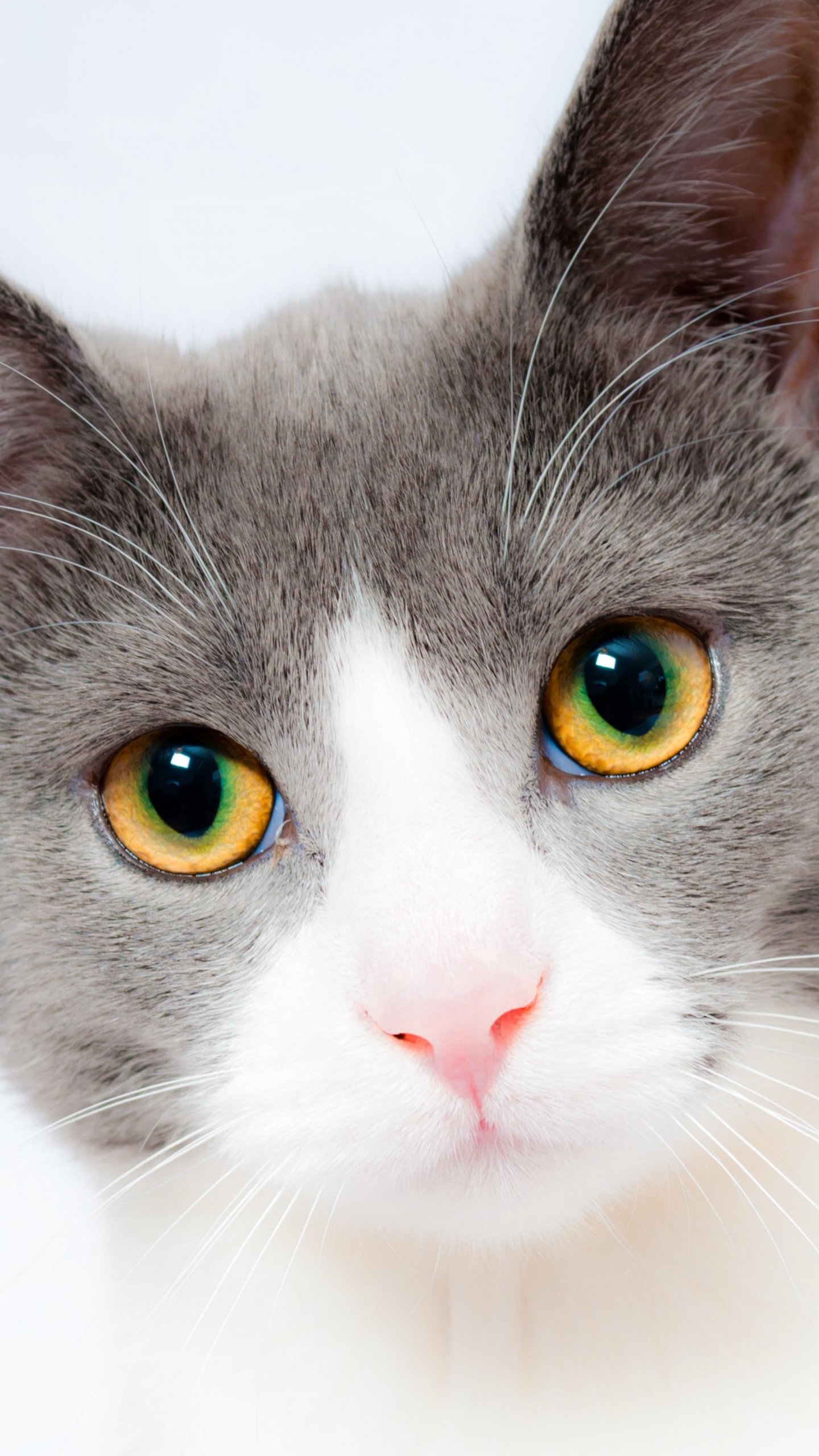 Grey And White Cat - White Cat , HD Wallpaper & Backgrounds