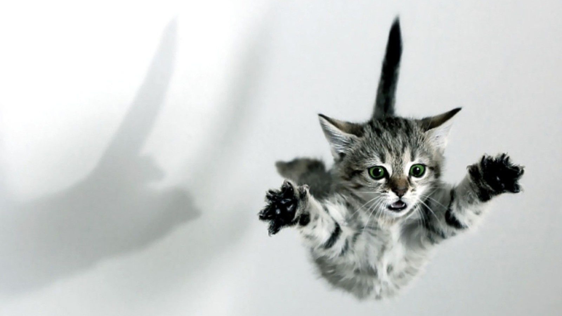 Believe I Can Fly Cat Meme , HD Wallpaper & Backgrounds