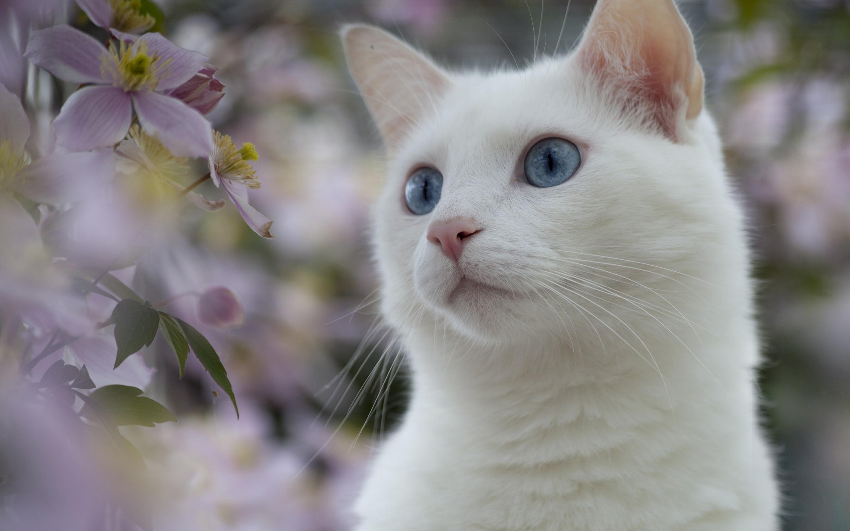 White She Cat With Blue Eyes , HD Wallpaper & Backgrounds