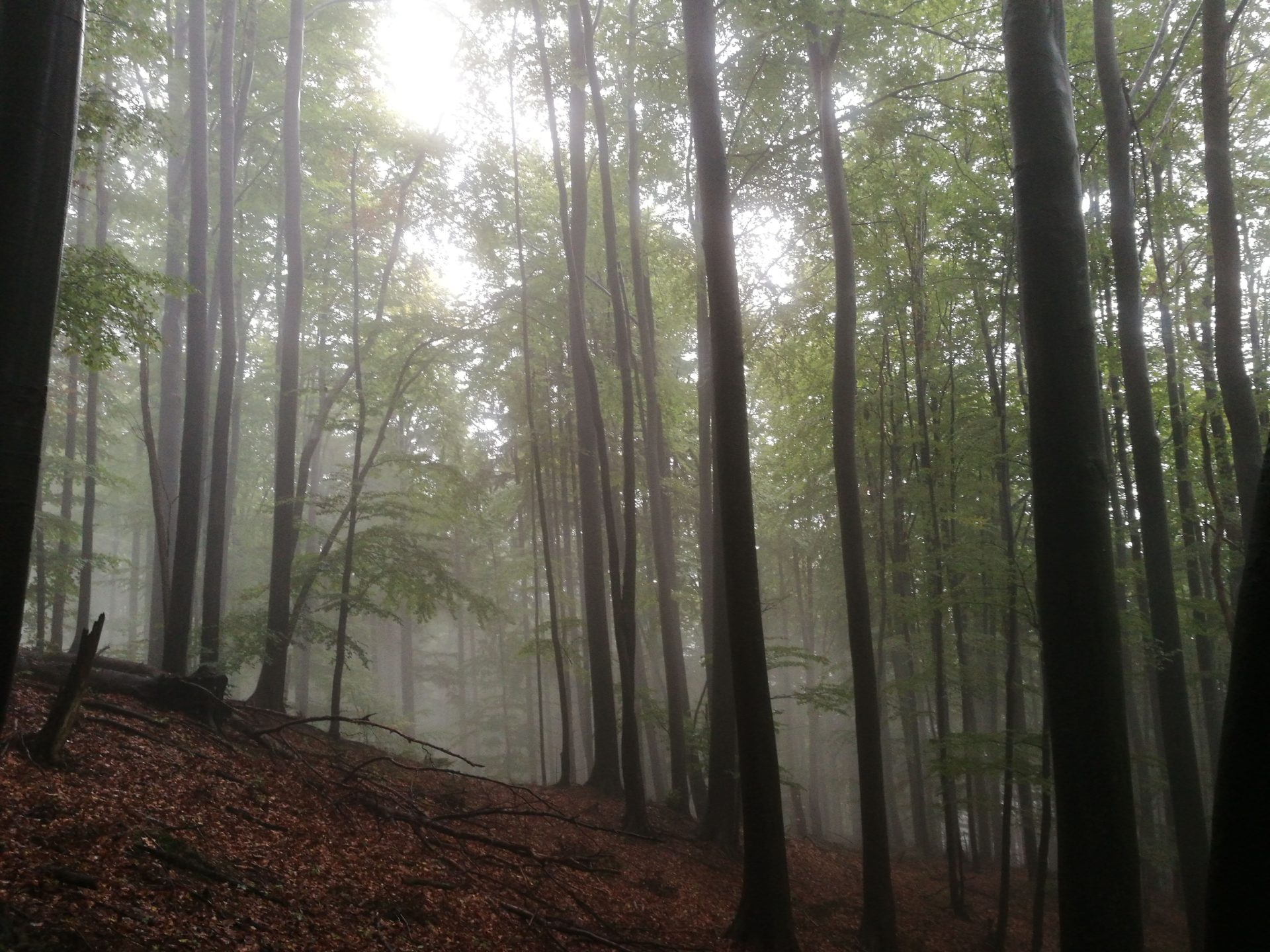 Foggy Forest Hd Wallpaper For Free Download - Forest Hd , HD Wallpaper & Backgrounds