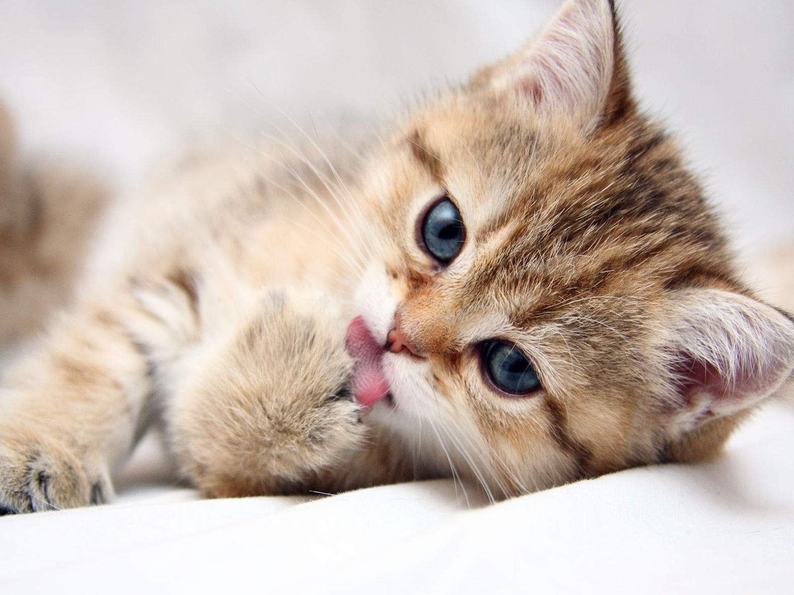 Cat Wallpapers - Cute Cats Hd Wallpaper Download , HD Wallpaper & Backgrounds