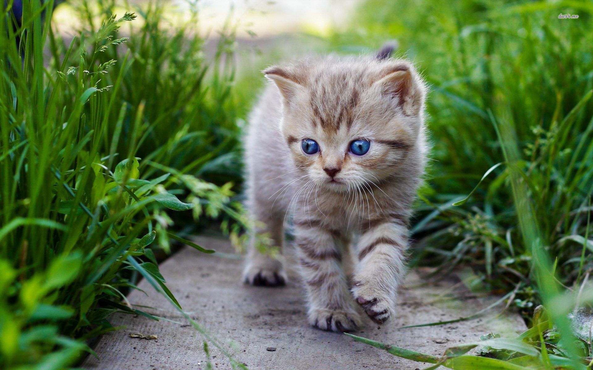 Cute Baby Cats Wallpaper 1 - Cute Animals Hd Wallpapers 1080p , HD Wallpaper & Backgrounds