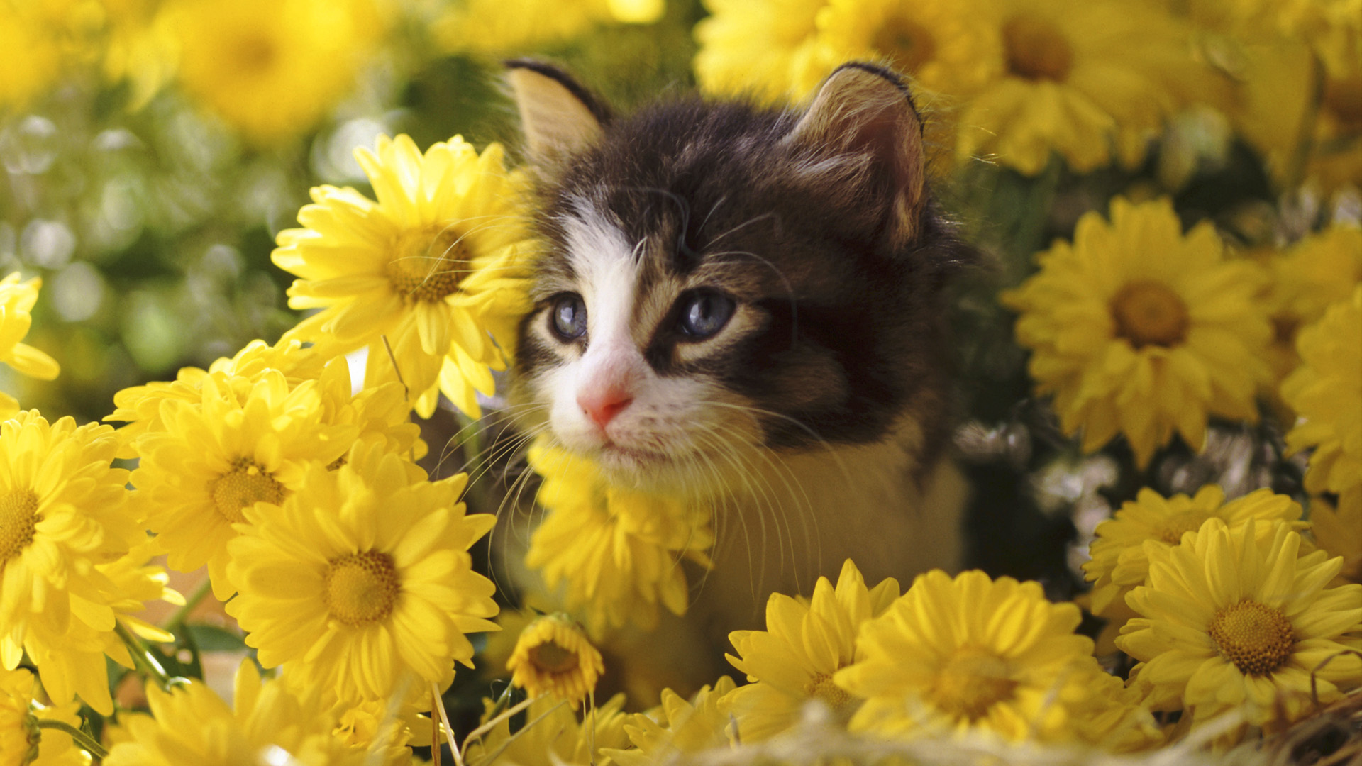 Beautiful Cat With Flowers (121961) HD Wallpaper & Backgrounds Download