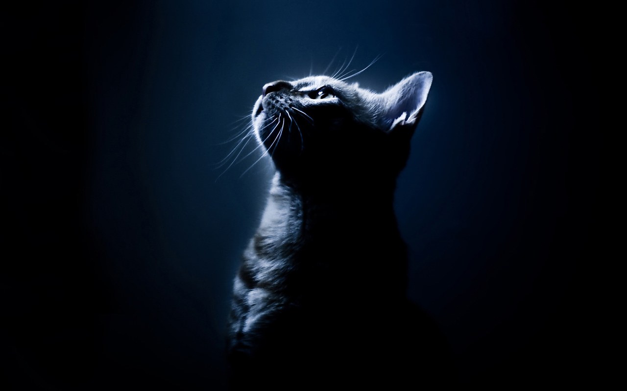 Black Cat Wallpaper - Oscuras Para Fondo De Pantalla , HD Wallpaper & Backgrounds