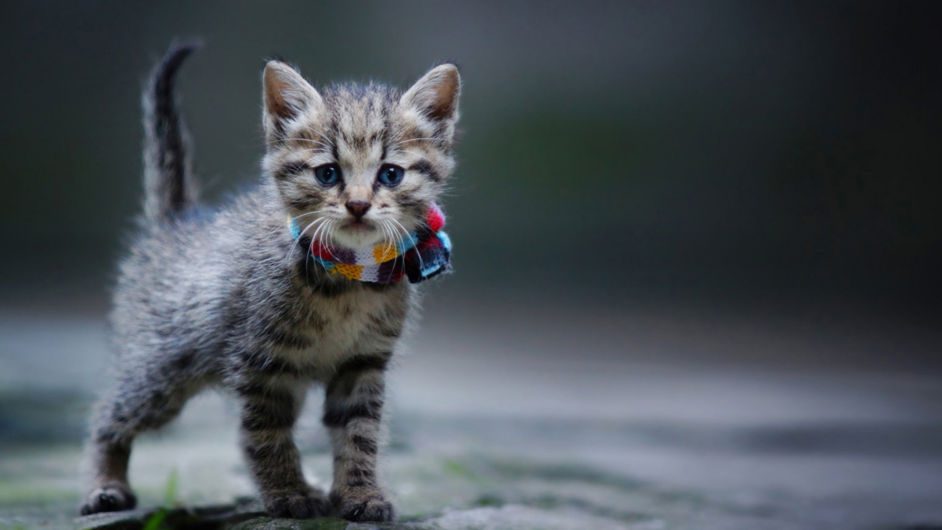 Cool Cat Backgrounds - New Cat Wallpaper Hd , HD Wallpaper & Backgrounds