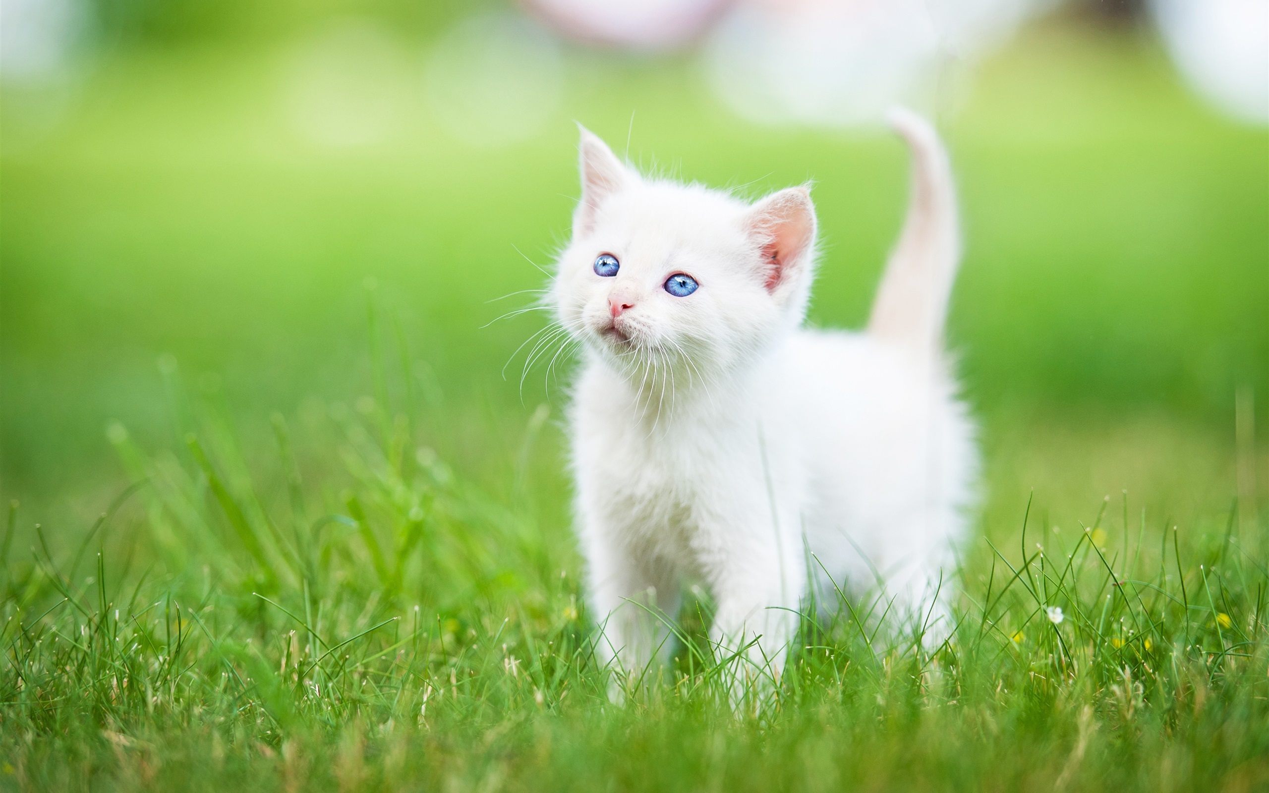 Cat Wallpapers Hd Kitten Wallpaper Free Cat Wallpapers - Cute Cat Images Download , HD Wallpaper & Backgrounds