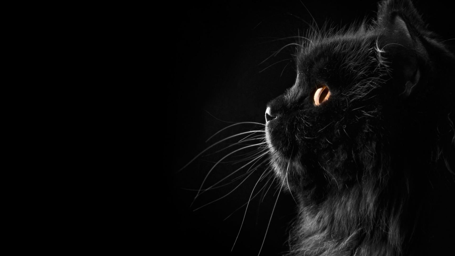 Black Cat Wallpaper - Cute Black Cat Wallpaper Hd , HD Wallpaper & Backgrounds