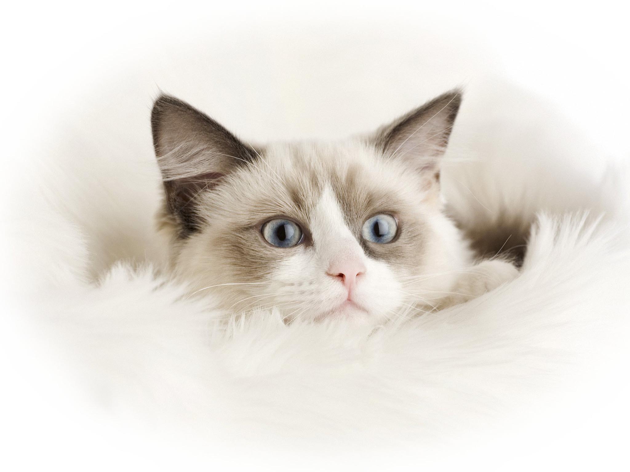 Cat Wallpaper - Cute Ragdoll Cat Background , HD Wallpaper & Backgrounds
