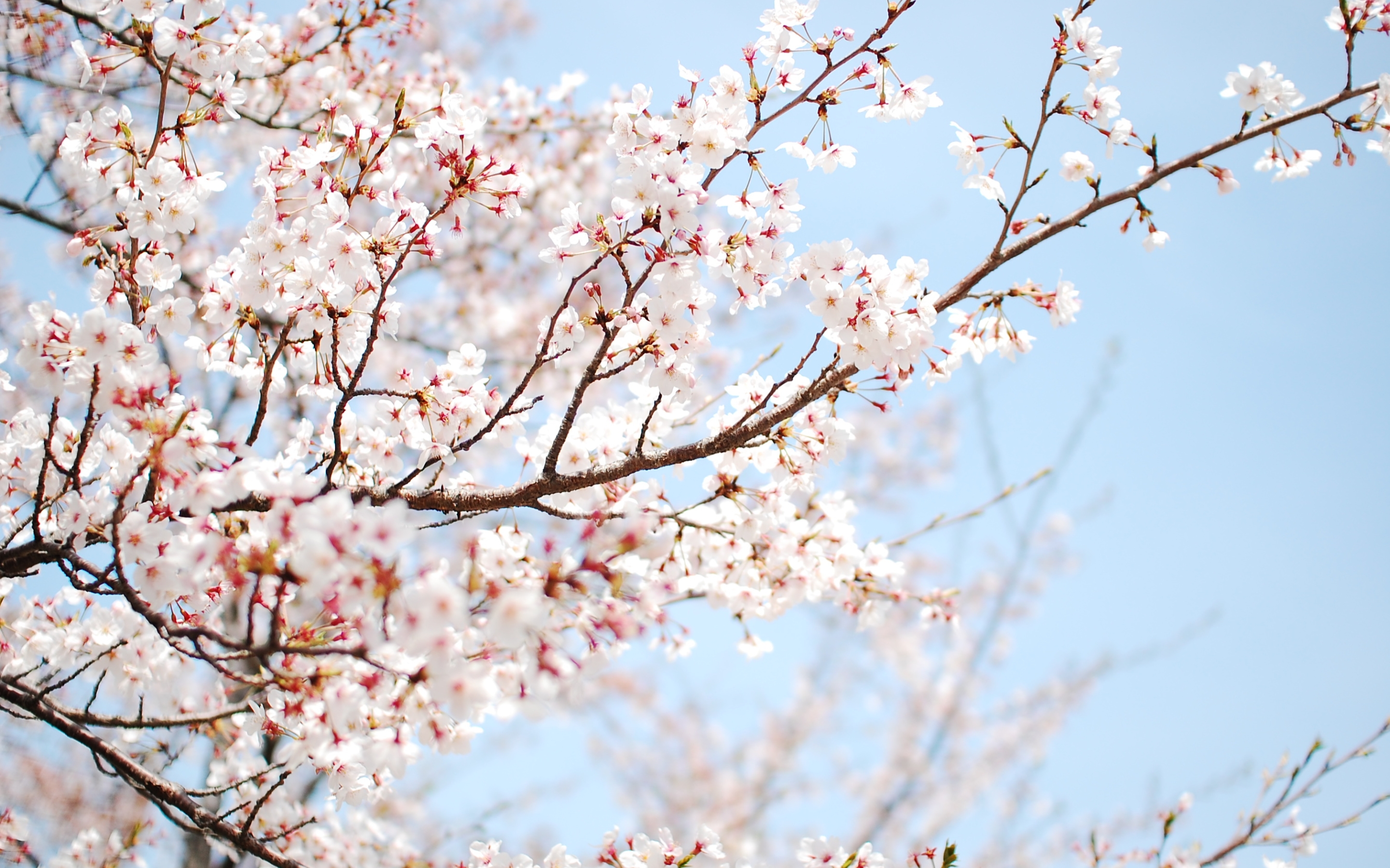 Cherry Blossom Mac Wallpaper - Cherry Blossom Laptop Background , HD Wallpaper & Backgrounds