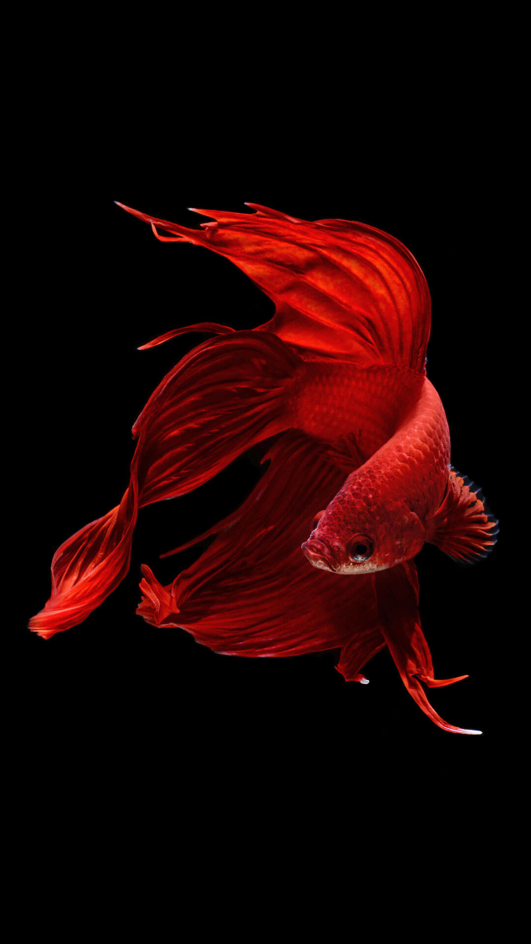 Awesome Iphone 6s Wallpaper Hd-58 - Iphone Fish Wallpaper Hd , HD Wallpaper & Backgrounds