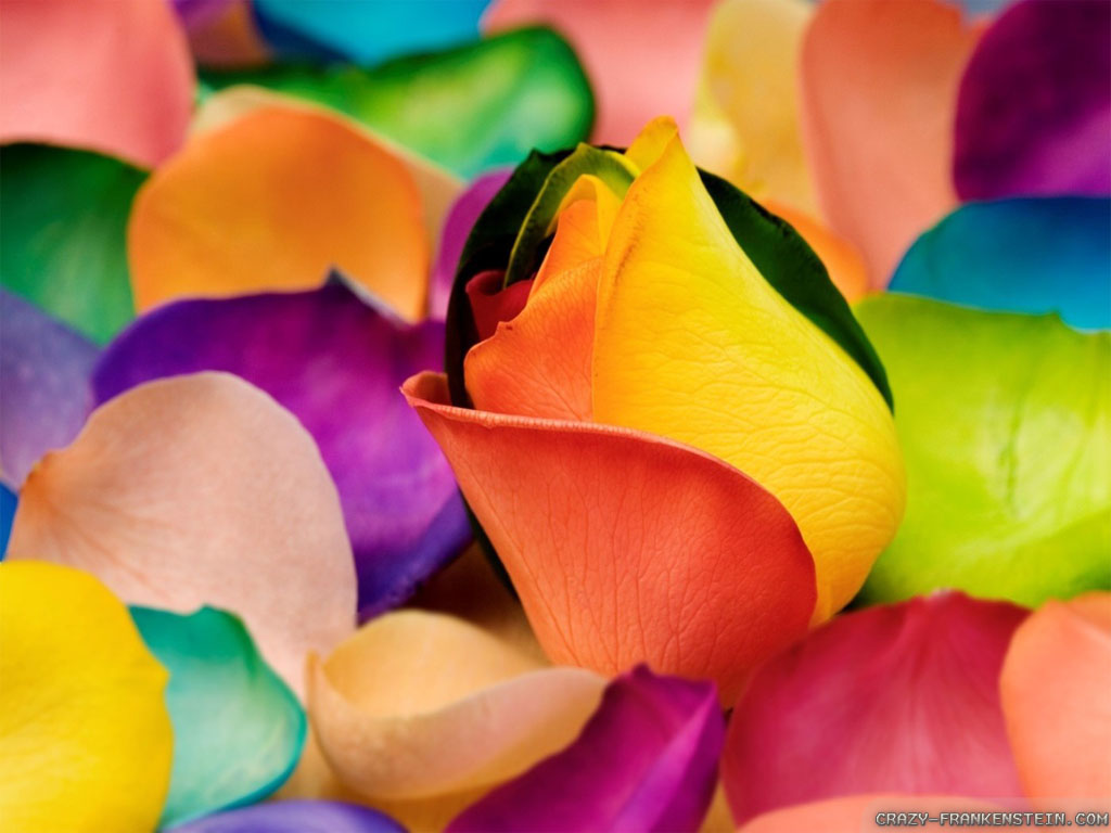 Sweet - Colorful Flower Images Hd Downloads , HD Wallpaper & Backgrounds