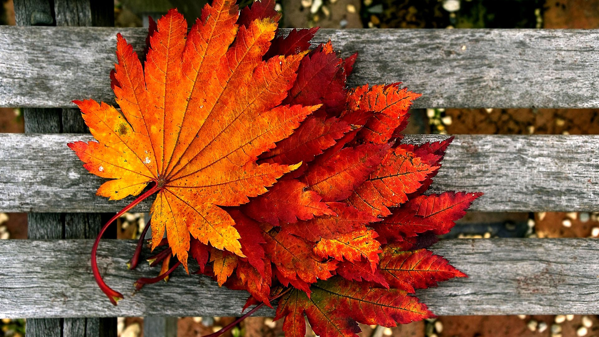 Fall Wallpapers Widescreen - High Definition Fall Hd , HD Wallpaper & Backgrounds