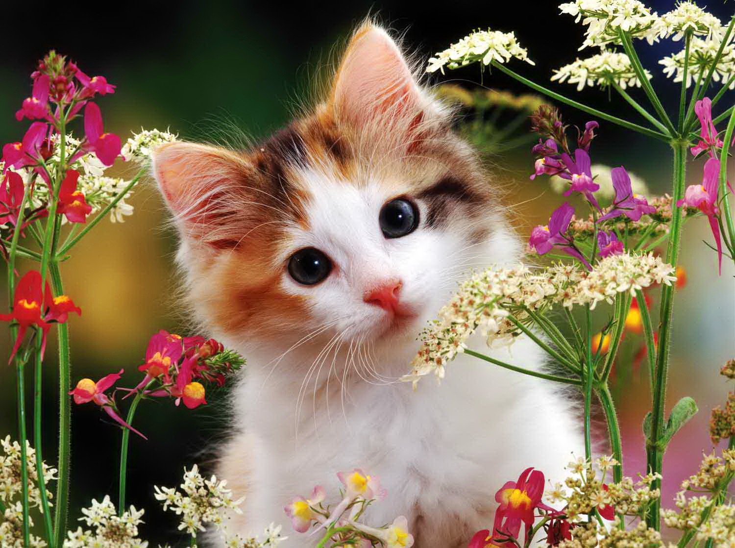 Cute And Sweet Wallpapers - Nice And Sweet Flowers , HD Wallpaper & Backgrounds