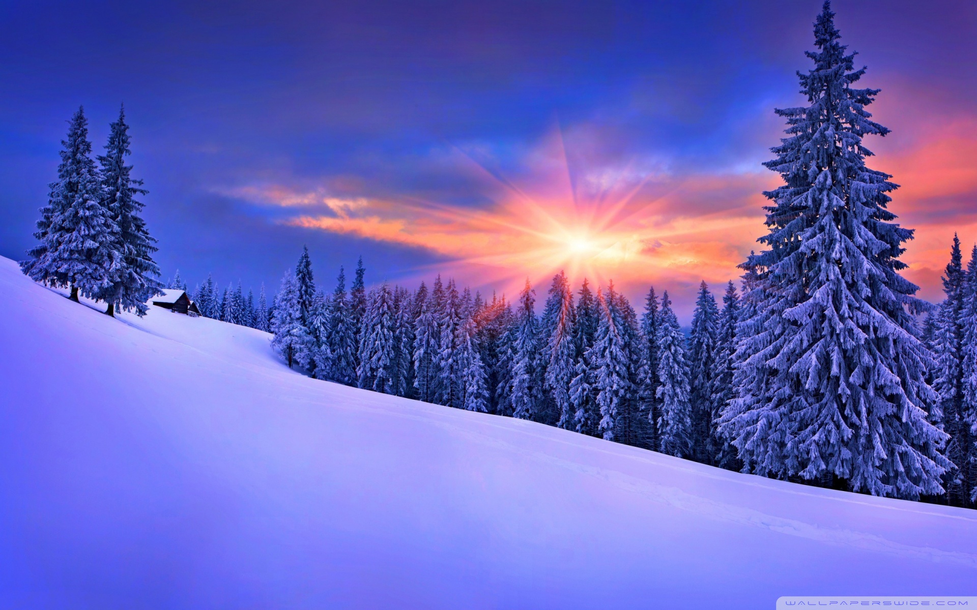 Android Apps On Google Play - Snow On Pine Trees , HD Wallpaper & Backgrounds