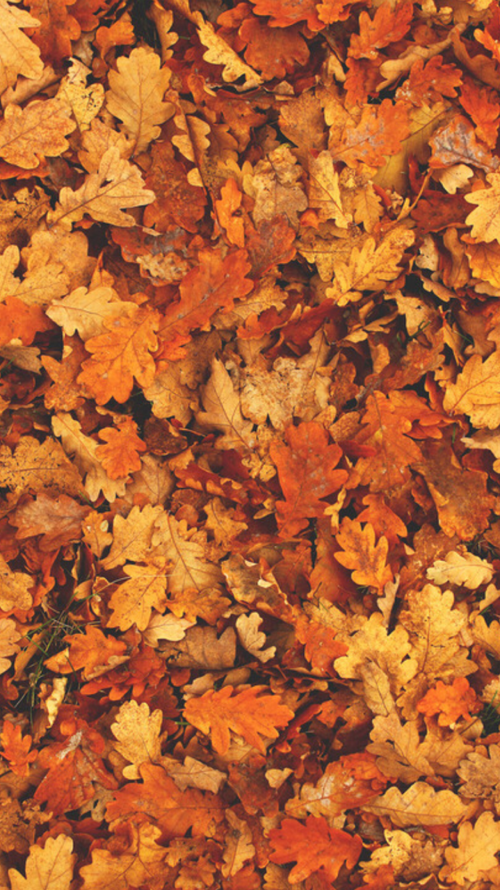 Autumn Wallpaper - Autumn Leaves Aesthetic , HD Wallpaper & Backgrounds