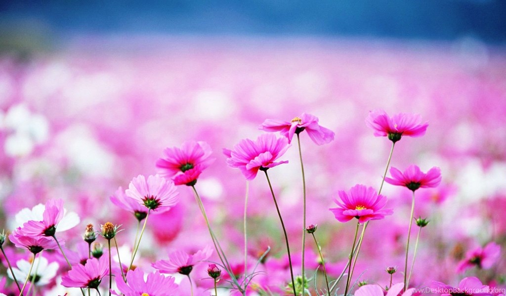 Cute Sweet Wallpaper Best Flowers Picture Hd Image - Field Of Pink Wildflowers , HD Wallpaper & Backgrounds
