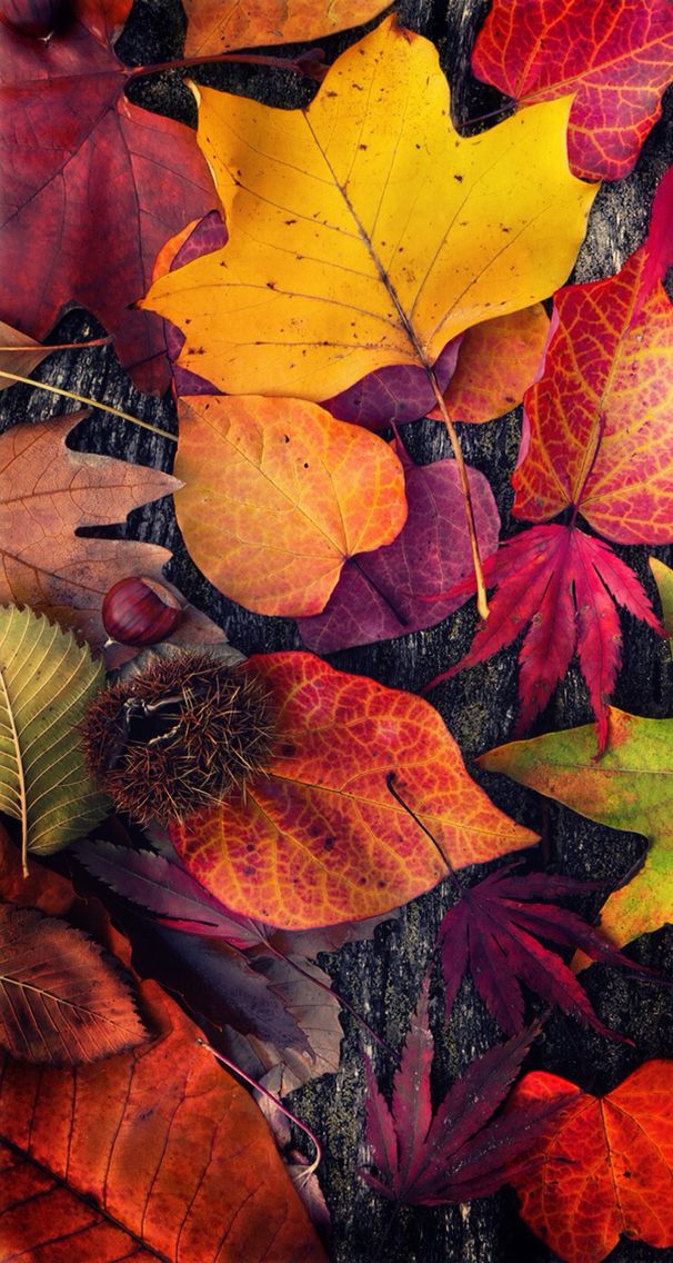 Beautiful Fall Wallpaper For Iphone 5 Wallpaper - Thanksgiving Wallpaper Iphone X , HD Wallpaper & Backgrounds