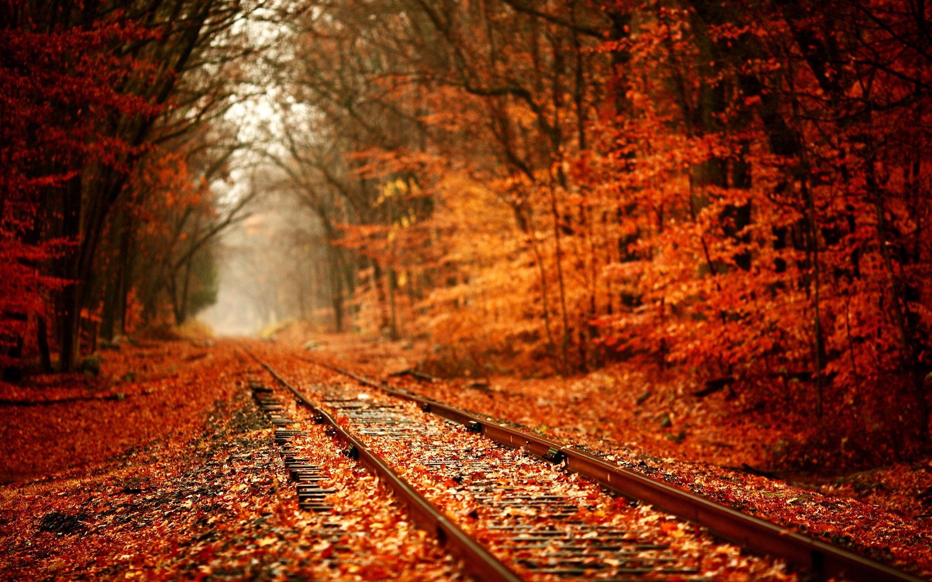 Fall Wallpaper - Autumn 4k , HD Wallpaper & Backgrounds