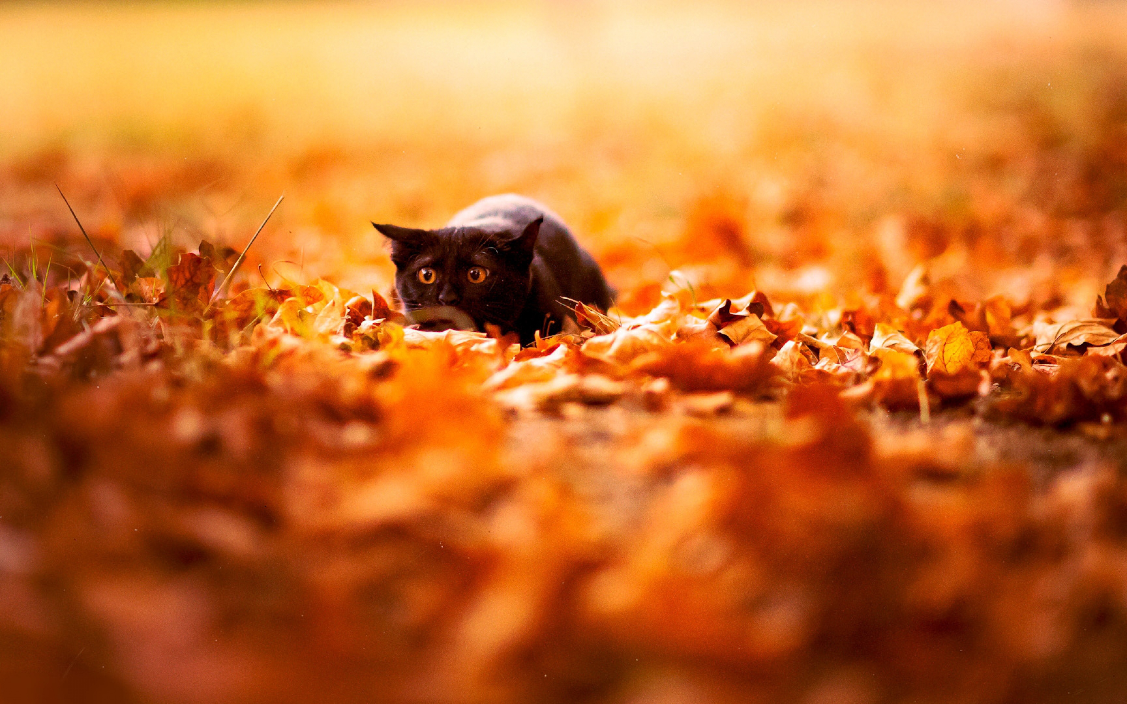 Download Here - Fall Cat Desktop Background , HD Wallpaper & Backgrounds