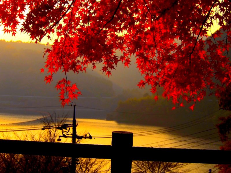Fall Wallpaper Red Leaves Hd Download For Mac Pc Iphone Hd Wallpaper Of Leaves 1267 Hd Wallpaper Backgrounds Download