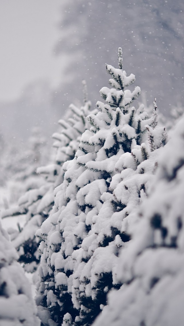 Snowy Pine Trees Iphone Wallpaper