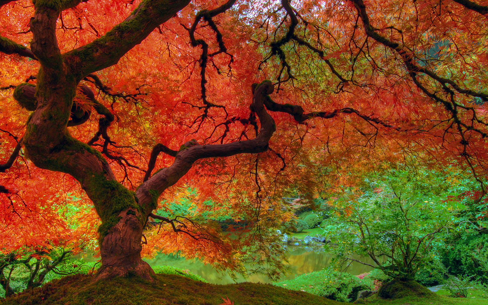 Fall Wallpapers - Red Maple Tree , HD Wallpaper & Backgrounds